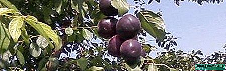 Mfalme mweusi - apricot na rangi isiyo ya kawaida