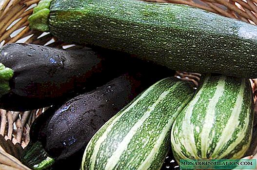 Zucchini - kumaha tumuwuh sayuran lembut sareng séhat