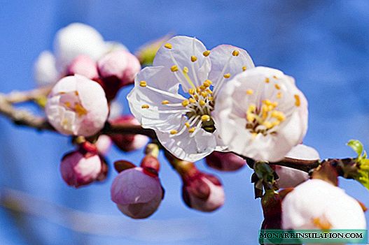 Flor de albaricoque: como e cando florece a árbore, por que pode non haber flores e que facer sobre ela