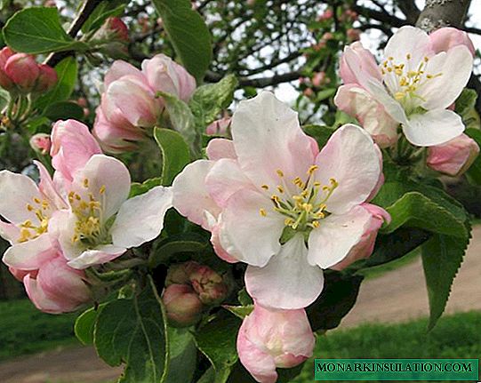 Lulet e mollës: koha për rajone të ndryshme të kultivimit dhe nuanca të rëndësishme
