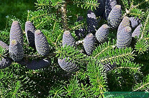 Сәндік қылқан жапырақты өсімдіктер: бақшадағы топтық және жалғыз ағаш отырғызу ережелері