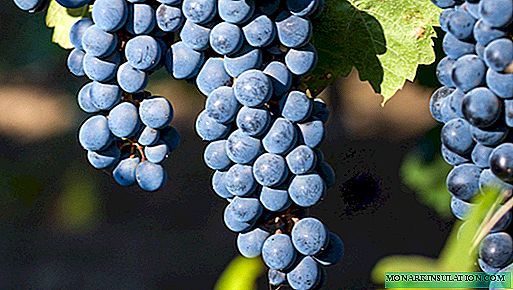 Desertne i vinske sorte grožđa: najbolje i najbolje