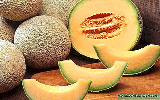 Melon: kumaha carana tumuwuh kembang tuang anu séhat sareng juicy