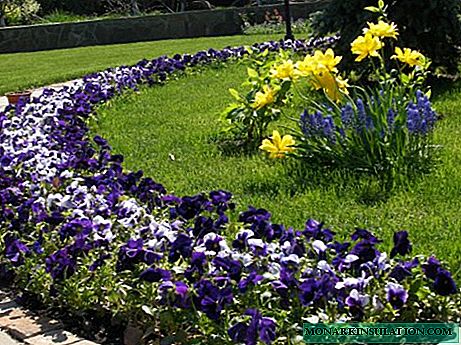 Deseño de camas de flores macizas e monofloras: como crear un xardín monocromo?
