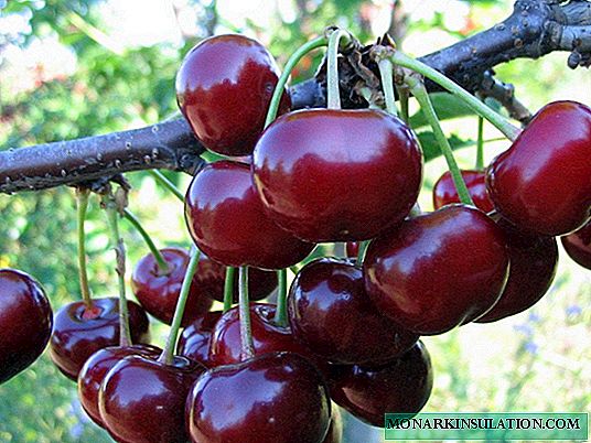 Dukes (gereziondo-gerezi hibridoak): Duke Miracle cherry barietatearen deskribapena