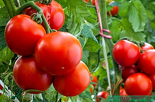 Agbara - awọn tomati pẹlu awọn eso nla, kii ṣe lo gbepokini!