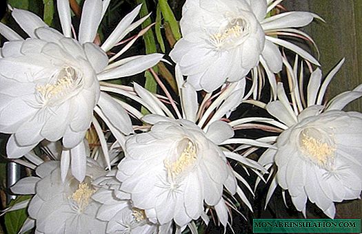 Epiphyllum - diskotekarik gabeko lore landarea eta etxeko negutegirako