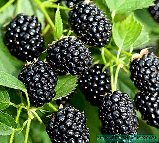 Blackberry Chester - tsy mahatanty kiririoma-mahatanty