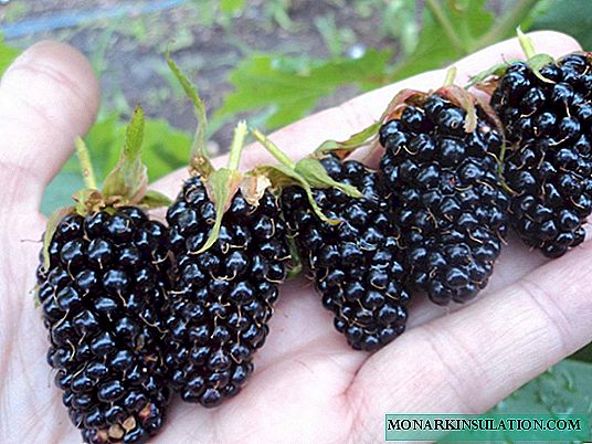 Blackberry Thornfrey: deskripsyon varyete, revize, plante ak ap grandi karakteristik