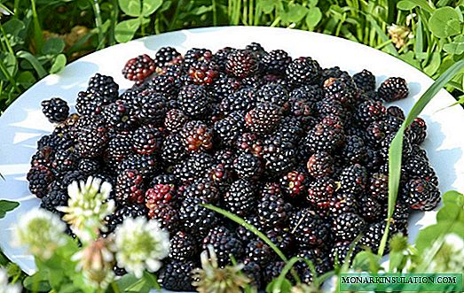 Blackberry: jinis lan varietas sing paling apik kanggo tuwuh ing macem-macem wilayah ing Rusia, Belarus lan Ukraine