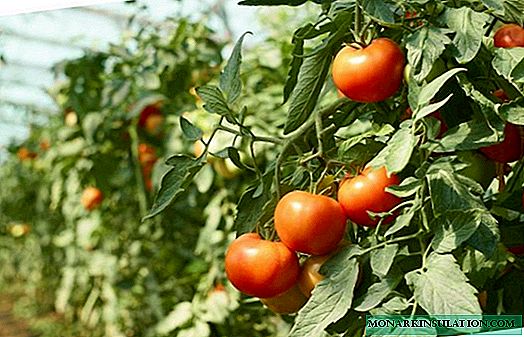 Tomato Doll F1: trajtoj kaj reguloj por kreskigi hibridon