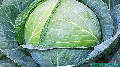 Agbressor Cabbage F1: Taybetmendiyên cûrbecûr