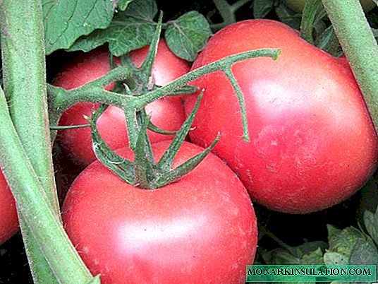 Tomato Pink Bush F1: priskribo de la hibrido kaj la ecoj de ĝia kultivado