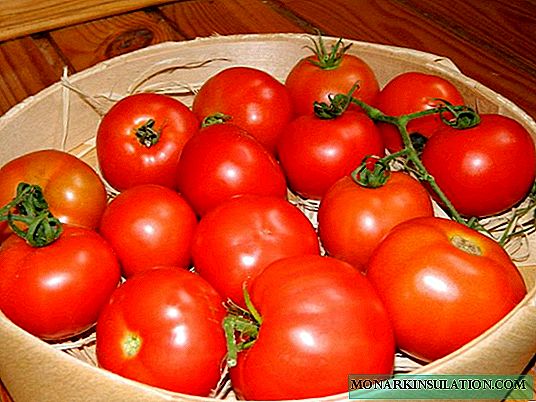 Tomato-Sunleviĝo F1: populara vario el Nederlando