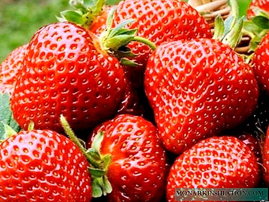 Florence - strawberries mara kyau da ba a sani ba daga Burtaniya