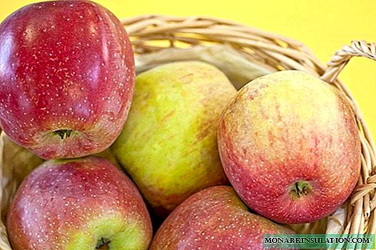 Florina francesa: un excelente grao invernal de maceiras