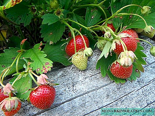 फ्रान्सेली स्ट्रबेरी Darselect: विविधता, विशेषता र खेतीको रहस्य