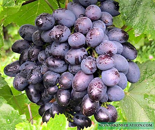 Galia - rana sorta grožđa s ukusnim bobicama