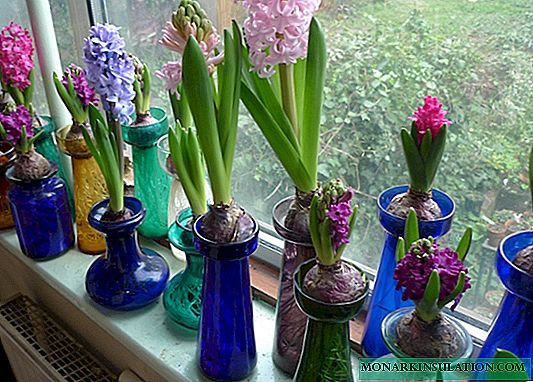 Hyacinth nyob rau hauv ib lub lauj kaub - paj zov