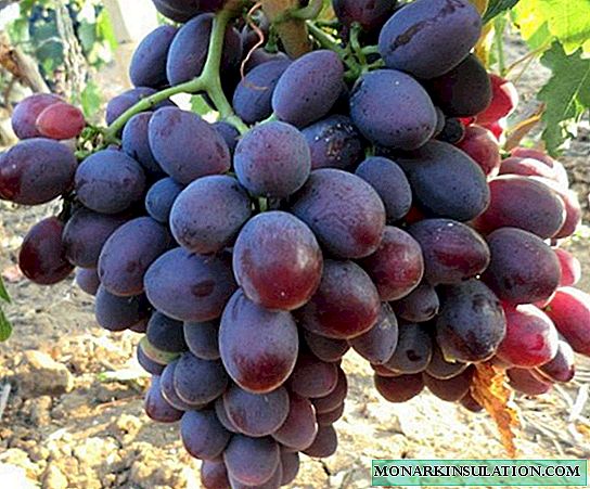 Iceलिस हायब्रीड द्राक्षे: सुंदर बेरी आणि एक असामान्य चव असलेली एक नवीन आशाजनक वाण