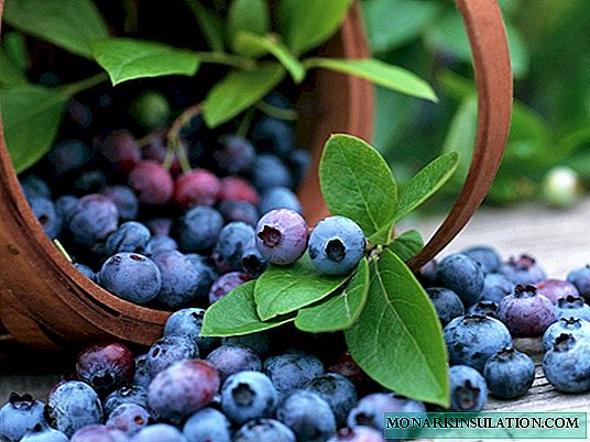Blueberry Blujay: cultivamos unha variedade de maduración temperá no xardín