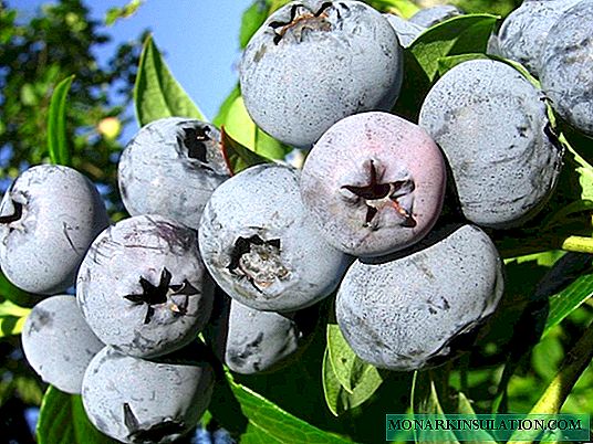 Bonus Blueberry: чӣ гуна ба воя дар сайти шумо