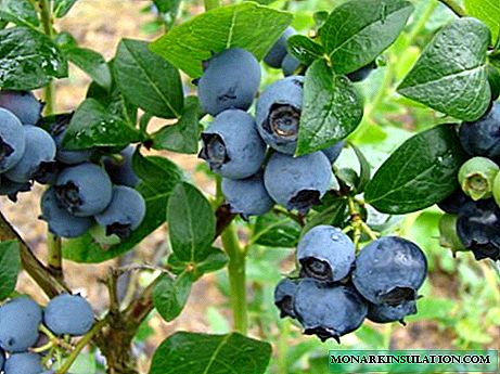 Blueberry garden Elizabeth: uiga o le totoina, tausiga ma le toe gaosia