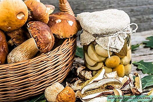 Cogumelos para o inverno: deliciosas e sinxelas receitas para unha auténtica azafata