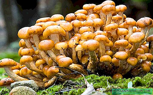 Лопати од печурки: употреба на живи и вештачки печурки во дизајнирање на страницата