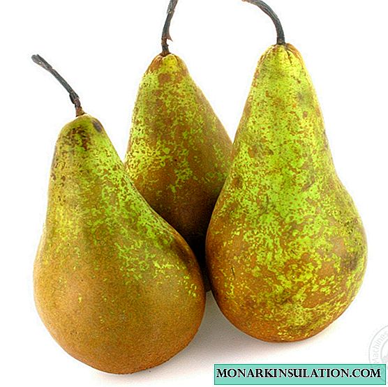 ກອງປະຊຸມ Pear - ເປັນແນວພັນເກົ່າ, ນິຍົມ