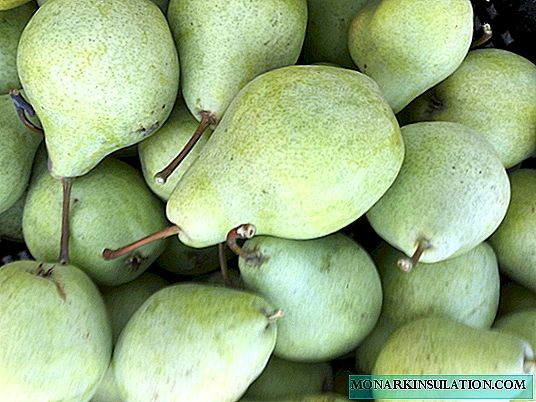 Pear Just Maria - Hindi Lamang Isang Iba-iba