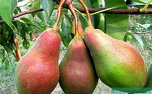 የ Pear Talgar ውበት-ለረጅም ጊዜ የታወቁ ዝርያዎች ጥሩ ተወካይ