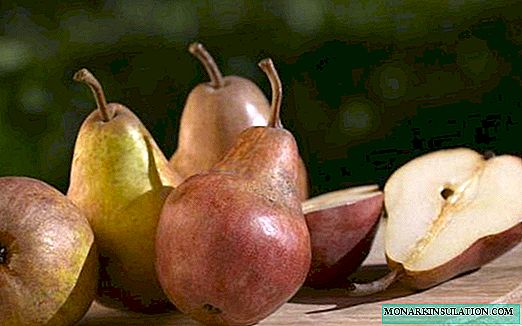 Pears na Belarus: yadda zaka zabi iri-iri mafi nasara