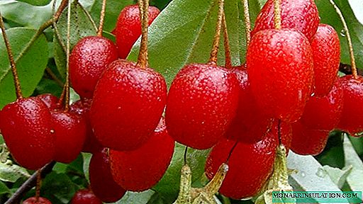 Gumi, kwazazzabo kuma mai daɗi: yadda ake shuka shuki mai m ciyawa tare da kyawawan berries