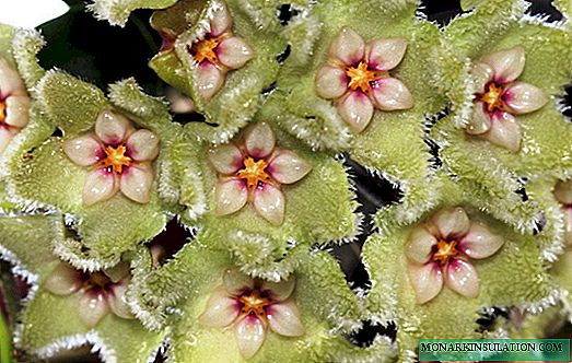 Hoya atanapi lilin ivy: sadaya anu nuju tumbuh sareng asuh di bumi