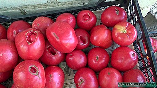Nobla malvarmega fruktogranda tomato: priskribo kaj ecoj de kultivado