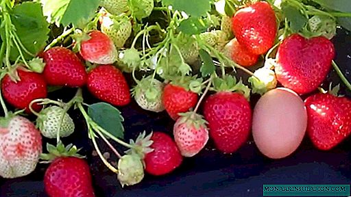Italian strawberry Alba: paglalarawan at katangian ng iba't-ibang, mga tip para sa pangangalaga at paglilinang
