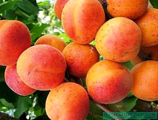Paano at kailan magtatanim ng aprikot sa isang plum