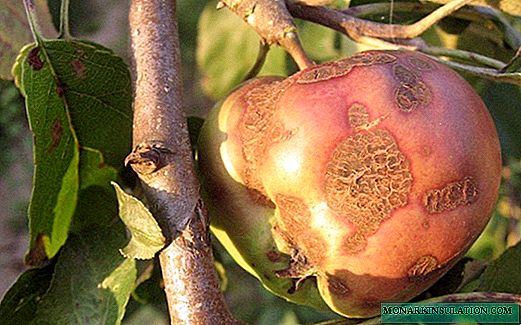 چگونه می توان از زخم بر روی درختان سیب خلاص شد