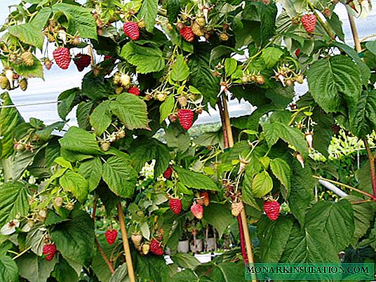 Paano mag-prune ng mga raspberry sa tagsibol: kung kailan magsisimula, kung paano mag-prune at bakit ang raspberry trellis