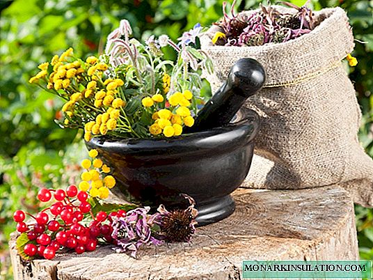 Kako u ljetnoj kućici opremiti komplet za prvu pomoć u obliku cvijeća: uzgajamo ljekovito bilje