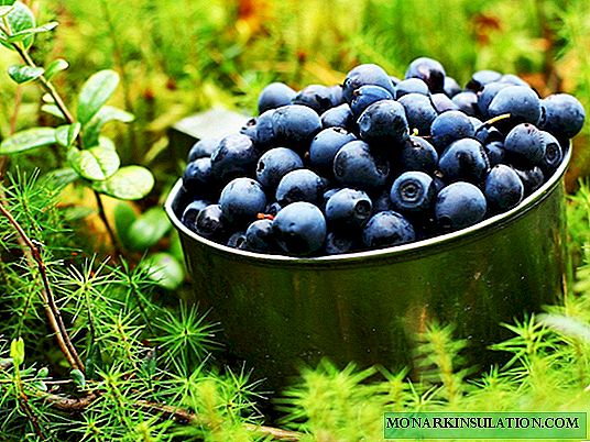 Nola elikatu blueberries uzta egonkorra lortzeko