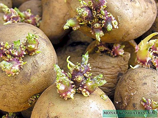 Kumaha bertunas kentang sateuacan penanaman: metode dasar sareng aturan