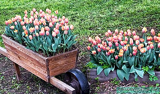 Quomodo ut deducerent a tulips sunt in terra ver, ita se habere tempus flore