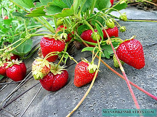 Kedu ka strawberries si agbasa: afụ ọnụ, nkerisi ohia, na-eto site na mkpụrụ