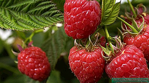 Momwe mungafalitsire raspberries: mbewu, kudula, kugawa, kugawa chitsamba