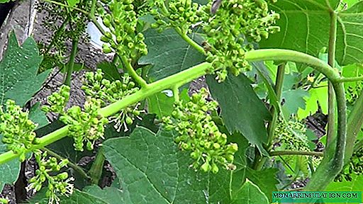 Како да се размножува грозје со сечи: најдобри начини и датуми за садење за различни региони