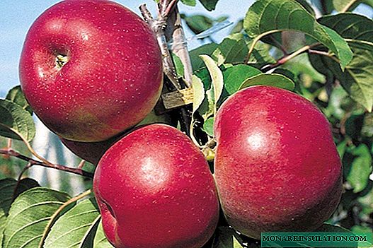 Si të rritet në mënyrë të pavarur një pemë mollë nga një farë