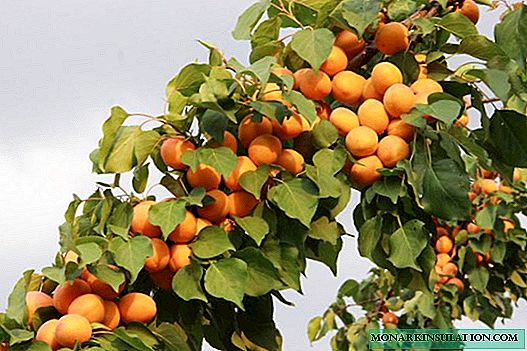 Cara nandur aprikot: cara penanaman lan kabeh nuansa penting
