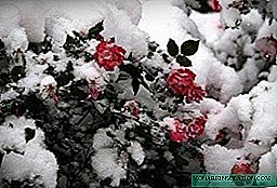 Como ocultar as rosas para o inverno, todo sobre salvar á "raíña das flores" das xeadas